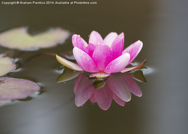 Pink Water Lily Picture Board by Graham Prentice