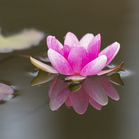 Buy canvas prints of Pink Water Lily by Graham Prentice