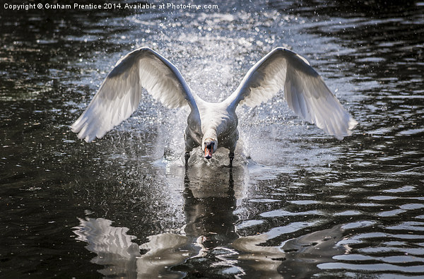 Angry Swan Picture Board by Graham Prentice