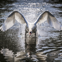 Buy canvas prints of Angry Swan by Graham Prentice
