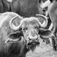 Buy canvas prints of Buffalo by Graham Prentice