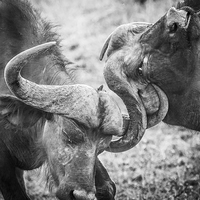 Buy canvas prints of Fighting Buffalo by Graham Prentice