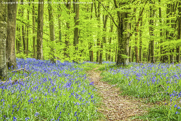 Bluebell Woods In Spring Picture Board by Graham Prentice