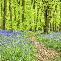 Buy canvas prints of Bluebell Woods In Spring by Graham Prentice