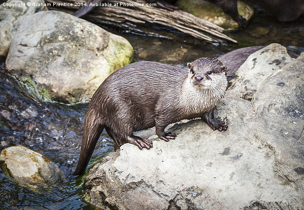 Otter Posing On Rock Picture Board by Graham Prentice