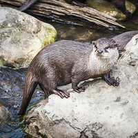 Buy canvas prints of Otter Posing On Rock by Graham Prentice