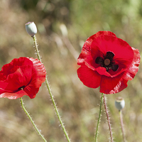 Buy canvas prints of Red Poppies by Graham Prentice
