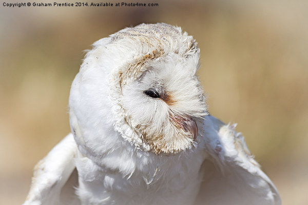White Barn Owl Picture Board by Graham Prentice