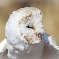 Buy canvas prints of White Barn Owl by Graham Prentice