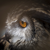 Buy canvas prints of Eagle Owl by Graham Prentice