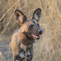 Buy canvas prints of African Hunting Dog by Graham Prentice