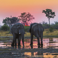 Buy canvas prints of Rendezvous At Sunset by Graham Prentice