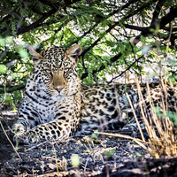 Buy canvas prints of The Gaze of a Leopard by Graham Prentice