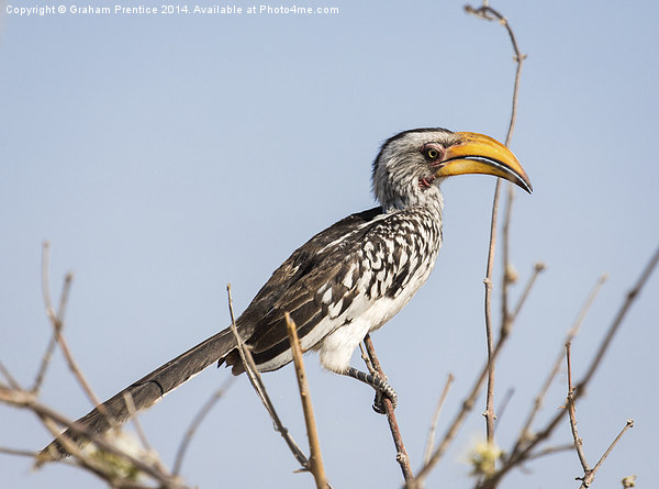 Southern yellow-billed hornbill Picture Board by Graham Prentice