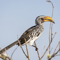 Buy canvas prints of Southern yellow-billed hornbill by Graham Prentice
