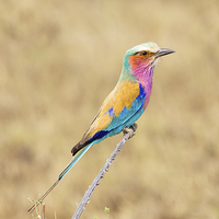 Buy canvas prints of Lilac-Breasted Roller by Graham Prentice
