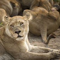Buy canvas prints of Lioness by Graham Prentice