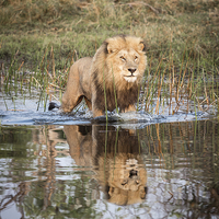 Buy canvas prints of Lion On Hunt by Graham Prentice