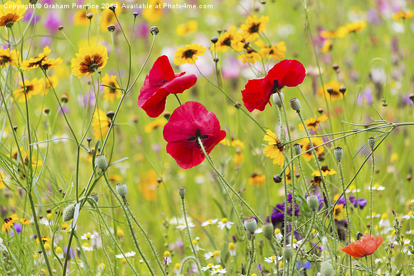 Summer Meadow Flowers Picture Board by Graham Prentice
