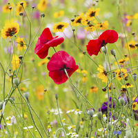 Buy canvas prints of Summer Meadow Flowers by Graham Prentice
