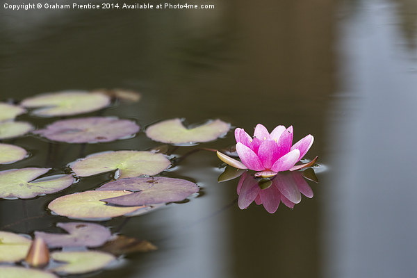 Pink Water Lily Picture Board by Graham Prentice