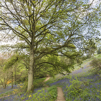 Buy canvas prints of Springtime Walk by Graham Prentice