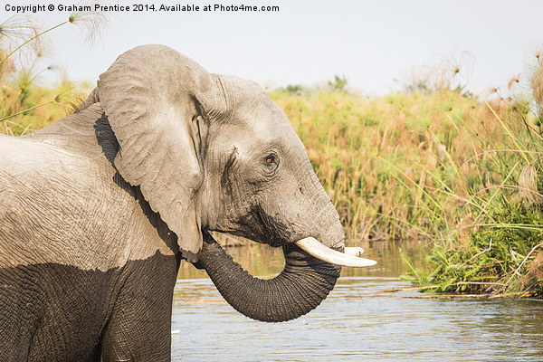  African Bush Elephant, Okavango Delta Picture Board by Graham Prentice