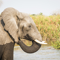 Buy canvas prints of  African Bush Elephant, Okavango Delta by Graham Prentice