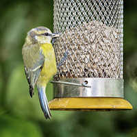 Buy canvas prints of  Fledgling Blue Tit at Feeder by Graham Prentice