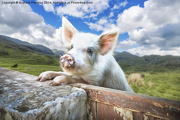 Cute Pig Looks Out On To The Wide World Picture Board by Graham Prentice