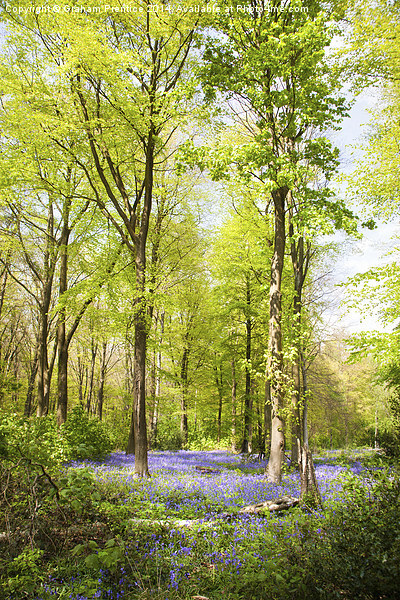  Bluebell Woods in Spring Picture Board by Graham Prentice