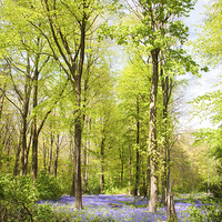 Buy canvas prints of  Bluebell Woods in Spring by Graham Prentice