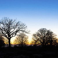 Buy canvas prints of Sunset at RHS Gardens, Wisley by Graham Prentice