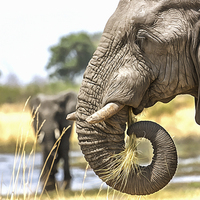 Buy canvas prints of Elephant Eating Grass by Graham Prentice