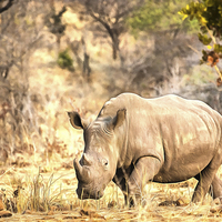 Buy canvas prints of Powerful Rhino by Graham Prentice