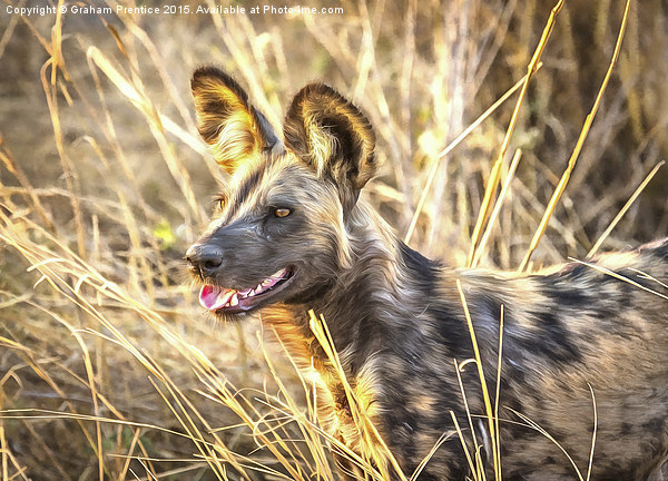 Alert African Wild Dog Picture Board by Graham Prentice