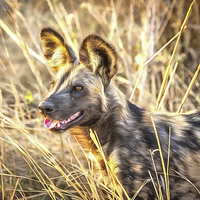 Buy canvas prints of Alert African Wild Dog by Graham Prentice