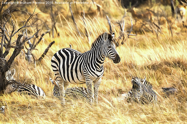 Zebras at Rest Picture Board by Graham Prentice