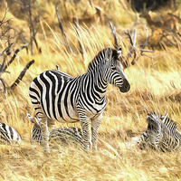 Buy canvas prints of Zebras at Rest by Graham Prentice