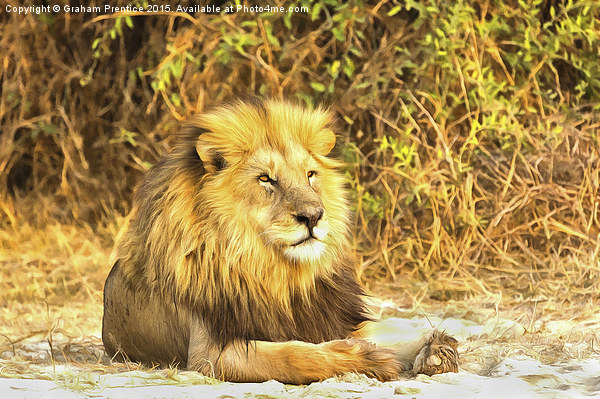 Magnificent Lion at Rest Picture Board by Graham Prentice