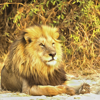 Buy canvas prints of Magnificent Lion at Rest by Graham Prentice