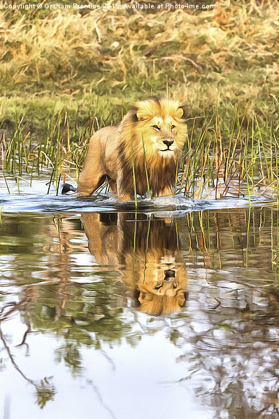 Lion in River with Reflection Picture Board by Graham Prentice