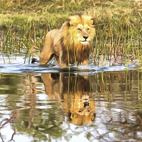 Buy canvas prints of Lion in River with Reflection by Graham Prentice
