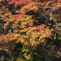 Buy canvas prints of Maples in Glorious Autumn Colour by Graham Prentice