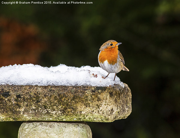 Robin on Snowy Birdbath Picture Board by Graham Prentice