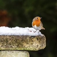 Buy canvas prints of Robin on Snowy Birdbath by Graham Prentice