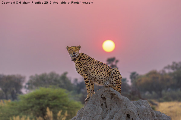 Cheetah at Sunset Picture Board by Graham Prentice