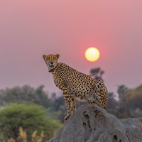Buy canvas prints of Cheetah at Sunset by Graham Prentice