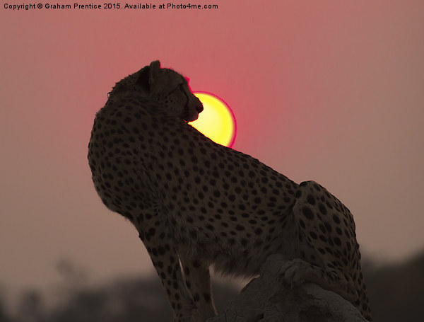 Cheetah At Sunset Picture Board by Graham Prentice