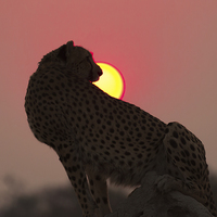 Buy canvas prints of Cheetah At Sunset by Graham Prentice